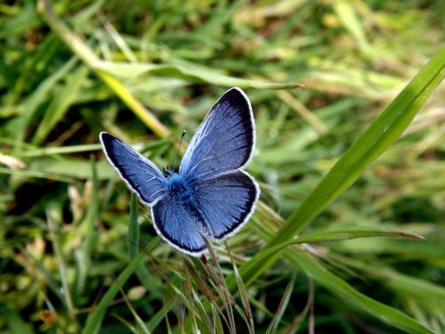 butterfly blue wings