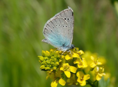 butterfly glaucopsyche alexis