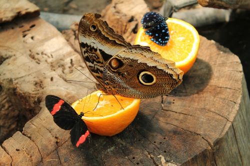 butterfly orange log