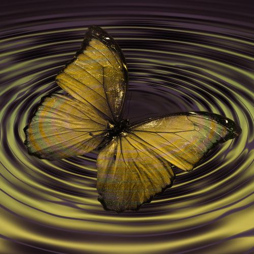 butterfly insect wave