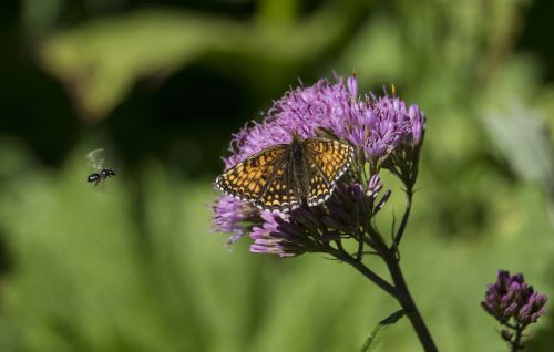 butterfly flower insect