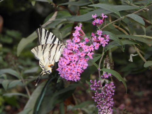 butterfly flowers nature