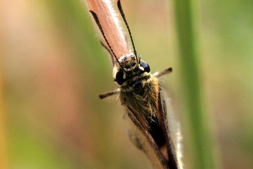 butterfly insect nature