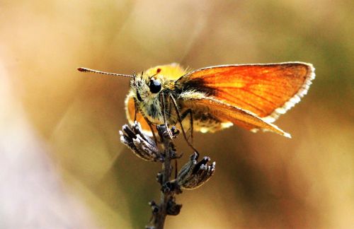 butterfly macro nature