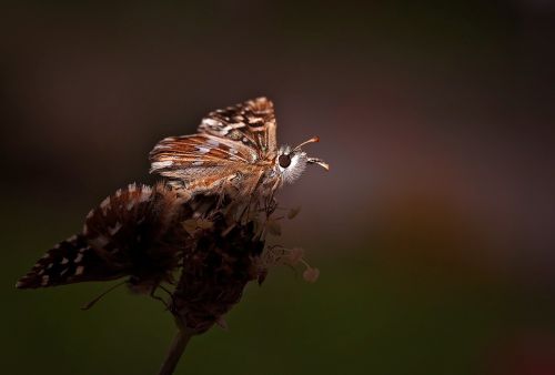 butterfly insect animal