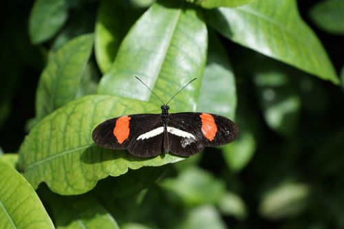 butterfly nature insect