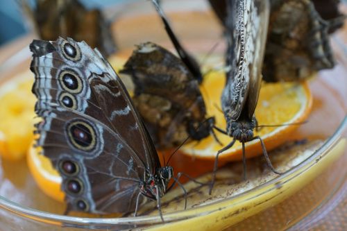 butterfly insect close