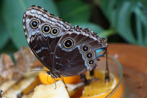 butterfly insect close