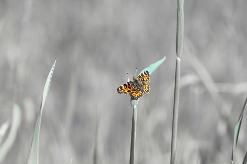 butterfly spring blossom