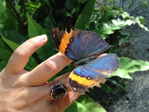 butterfly insect wings