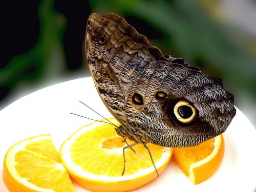 butterfly orange insect