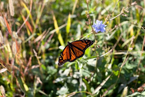 butterfly grassland natural