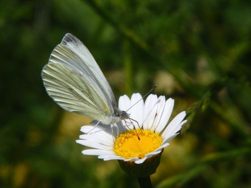 butterfly flower white
