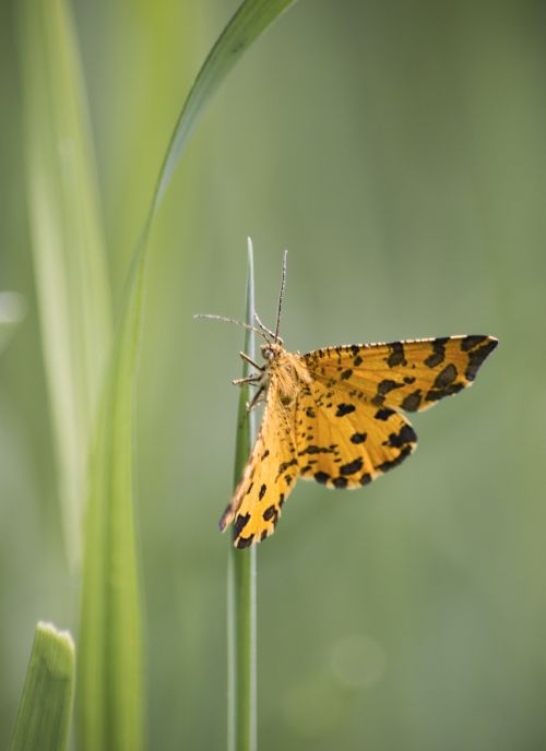 butterfly flower nature