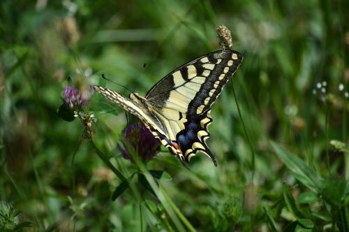 butterfly bulgaria europe