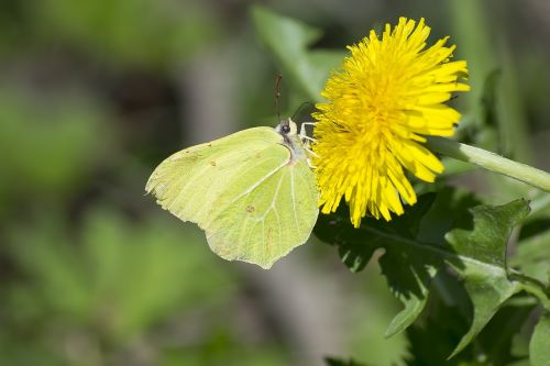 butterfly nature animal