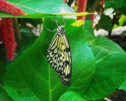 butterfly insect wings