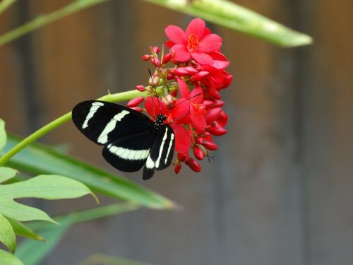 butterfly zoo flower