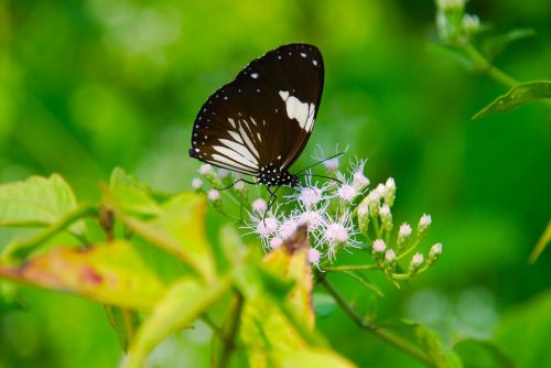 butterfly burma nature