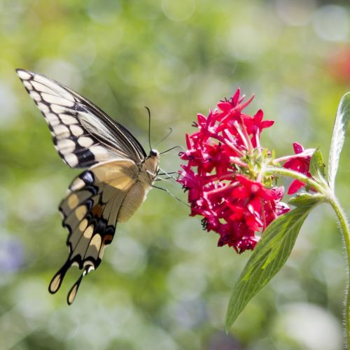 butterfly flower pink flower