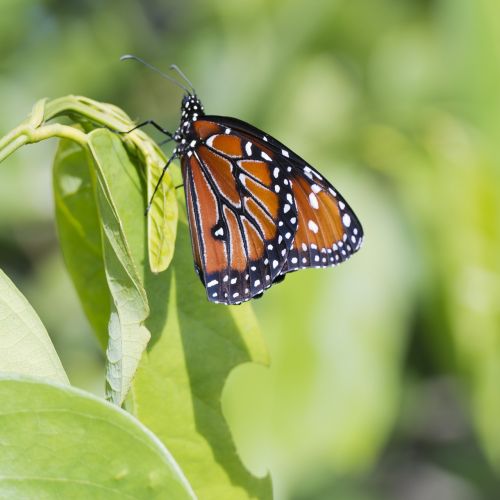 butterfly leaf leaves