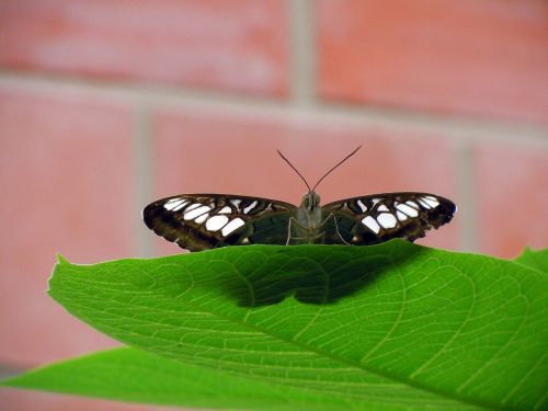 butterfly colorful