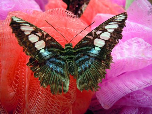 butterfly colorful