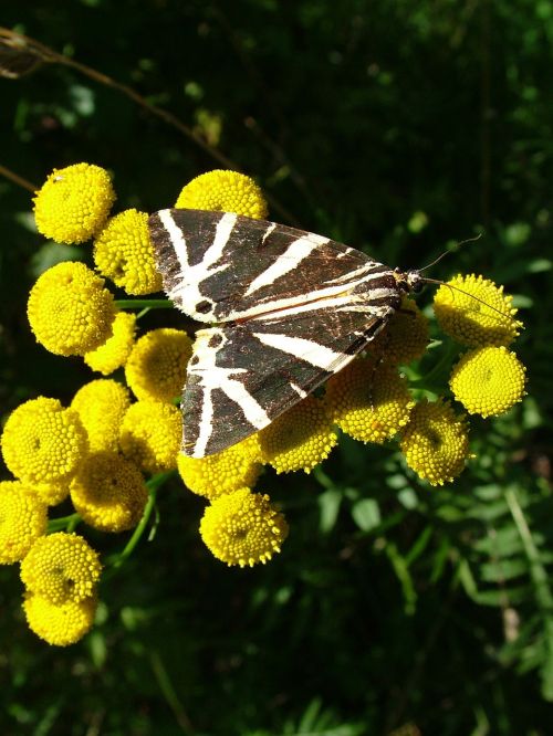 butterfly flower summer