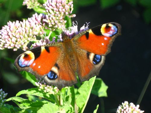 butterfly european peacock aglais io