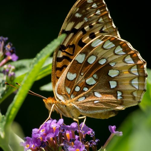 butterfly great spangled fritillary insect
