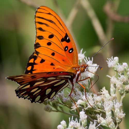 butterfly gulf fritillary orange