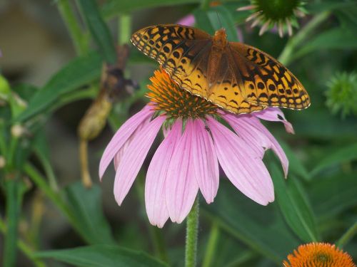 butterfly flower nectar