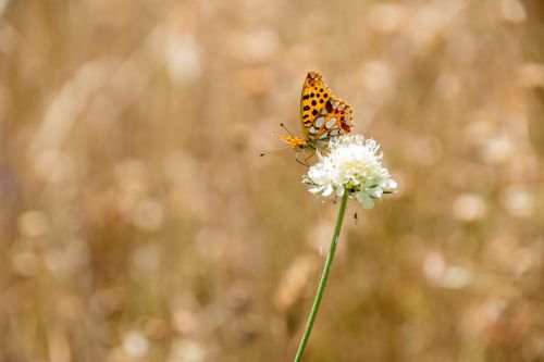 butterfly nature insect