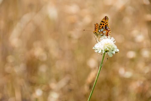 butterfly nature insect