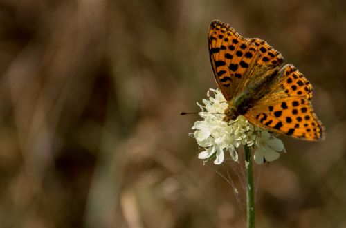 butterfly nature insect