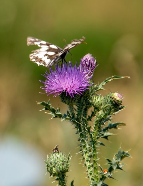 butterfly thistle nature
