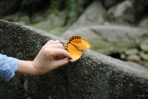 butterfly yellow butterfly