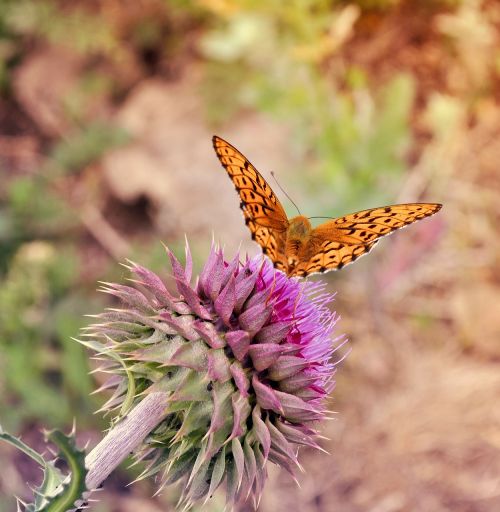 butterfly insect orange