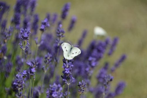 butterfly white lavender