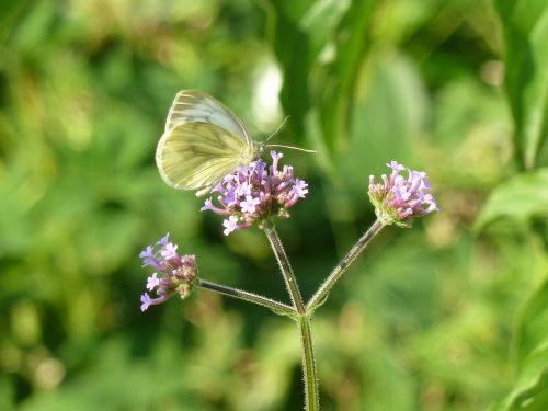 butterfly white butterfly insect