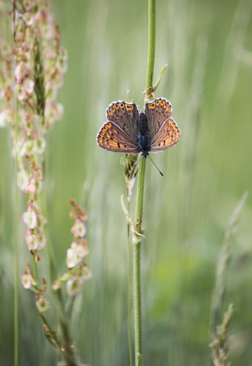 butterfly nature grass