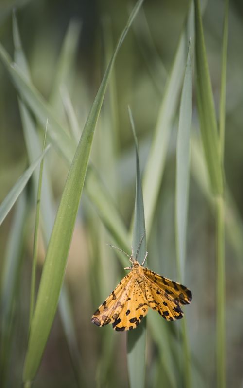 butterfly nature grass