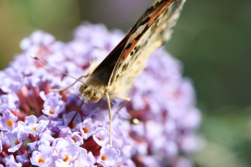 butterfly macro insect