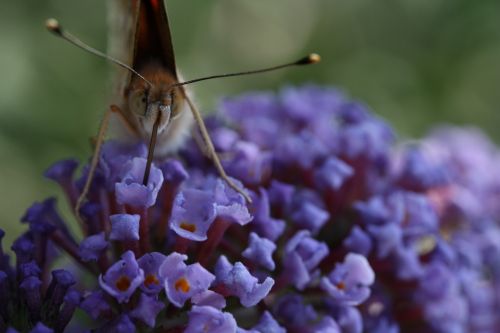 butterfly macro insect