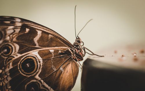 butterfly monarch moth