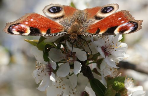 butterfly peacock insect