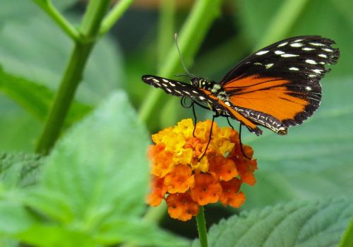 butterfly blossom bloom