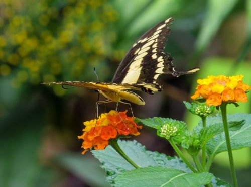 butterfly insect close