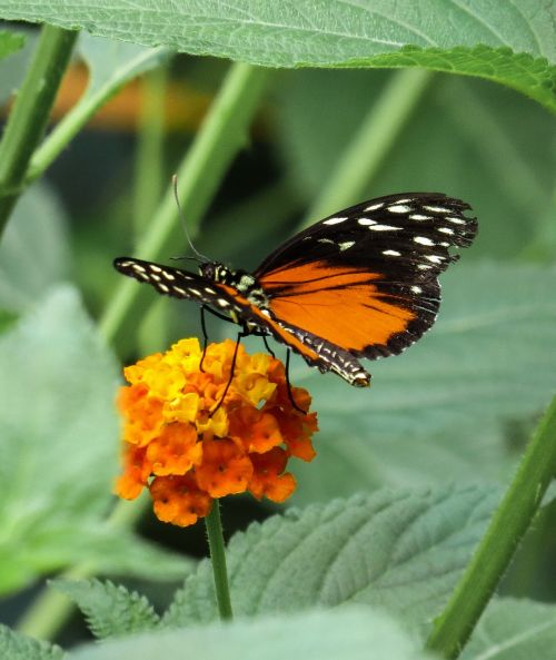 butterfly insect close