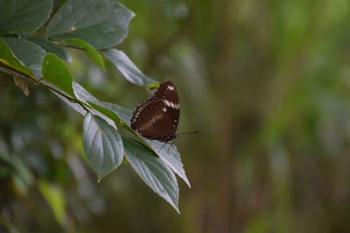 butterfly natural leave